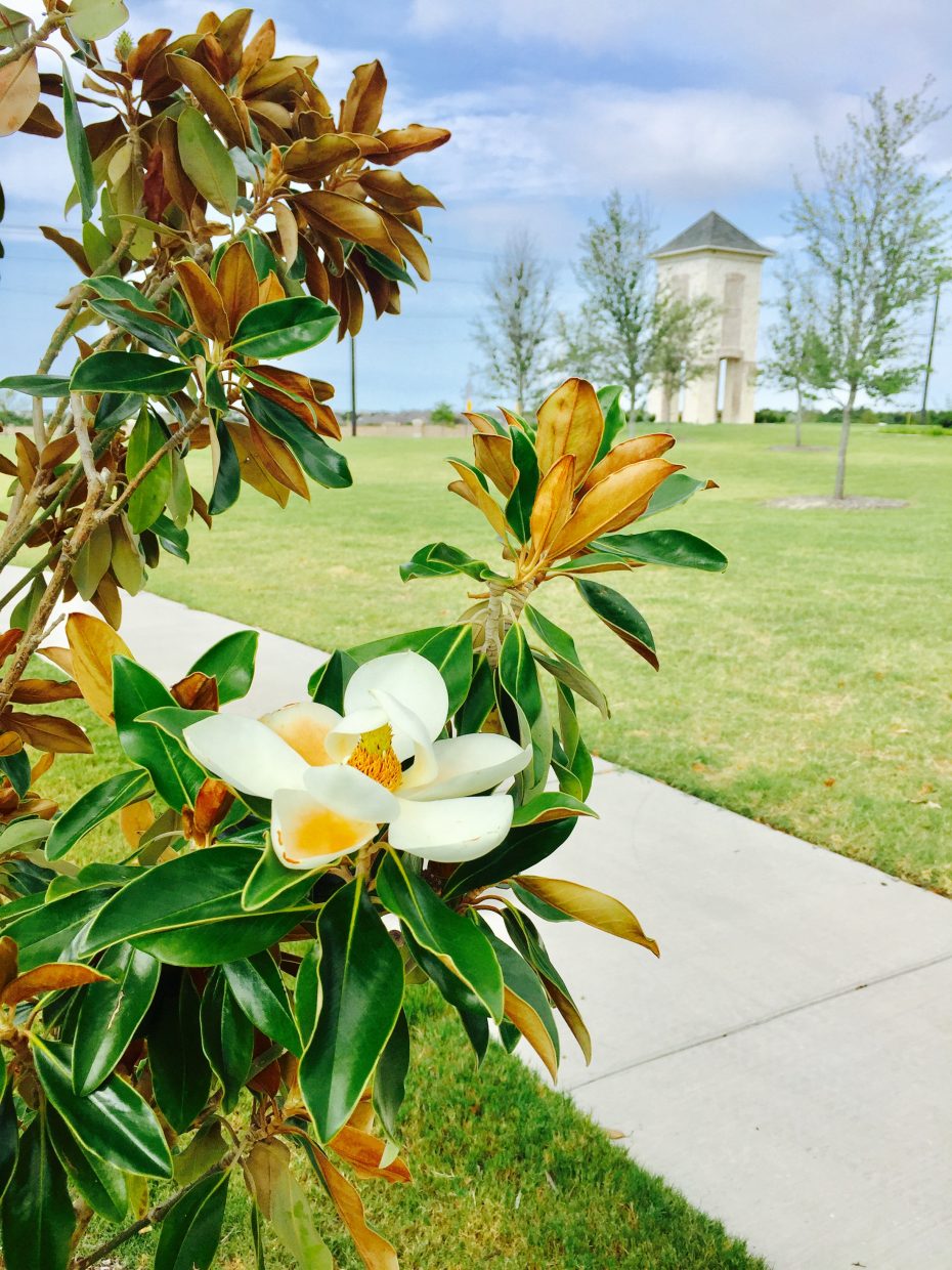 Miramonte-Frisco-flowers-2